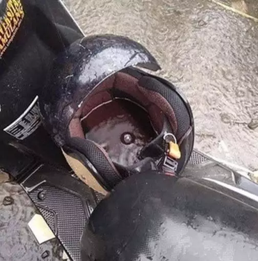 momen apes ketika hujan Berbagai sumber