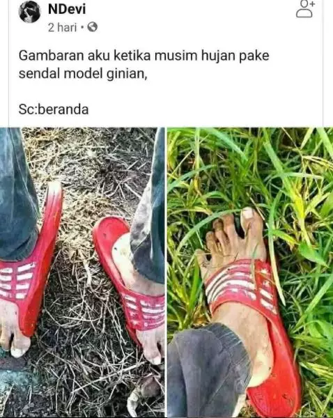 momen apes ketika hujan Berbagai sumber