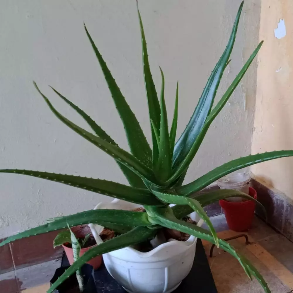 Jenis tanaman hias pembersih udara © 2020 brilio.net Jenis tanaman hias pembersih udara © 2020 brilio.net