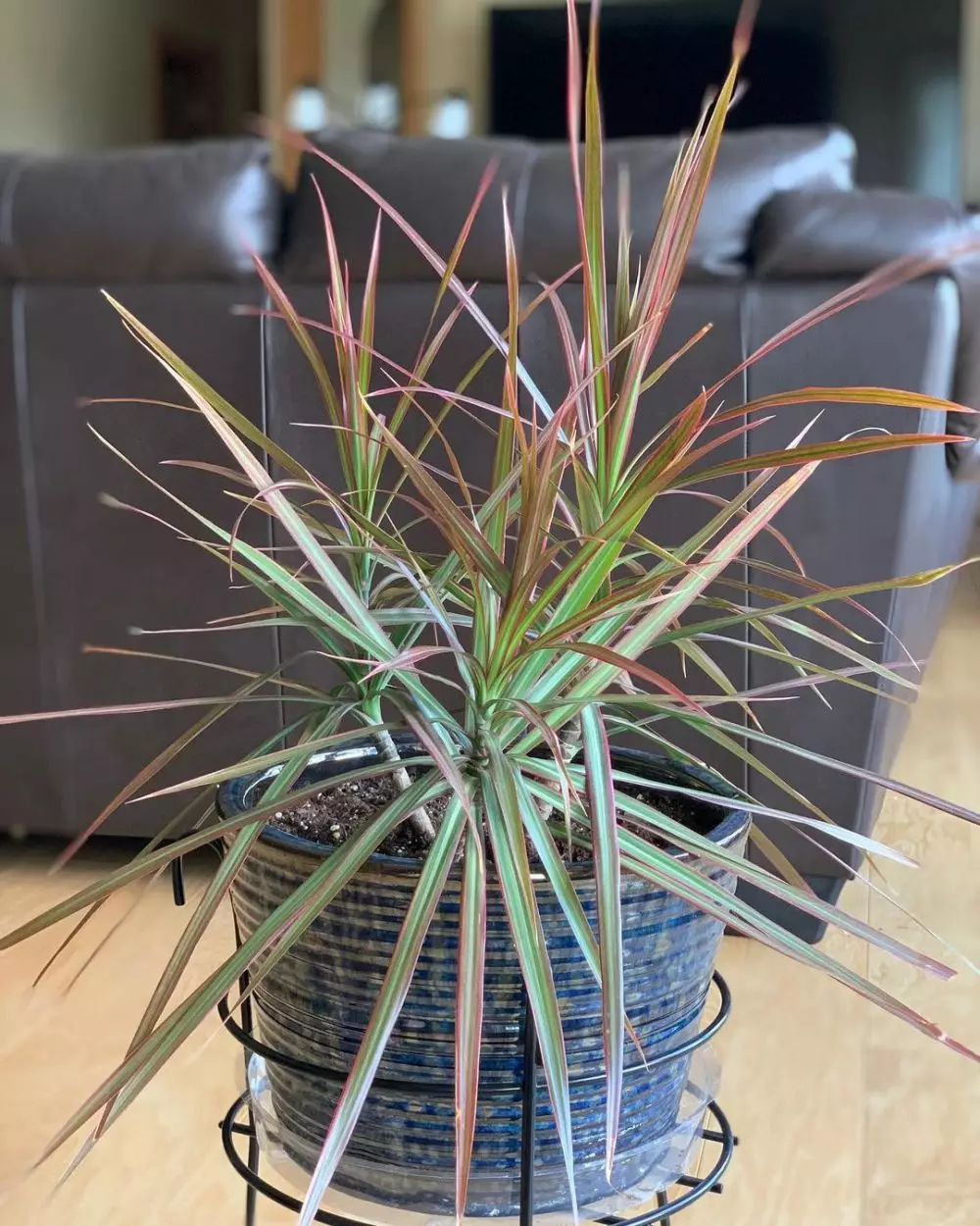 Jenis tanaman hias pembersih udara © 2020 brilio.net Jenis tanaman hias pembersih udara © 2020 brilio.net