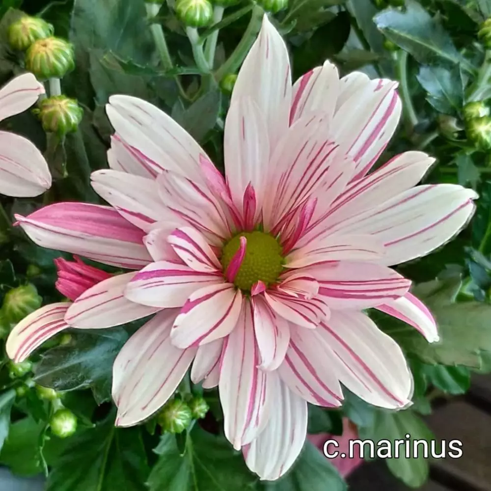 Jenis tanaman hias pembersih udara © 2020 brilio.net Jenis tanaman hias pembersih udara © 2020 brilio.net