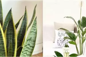 10 Jenis tanaman hias pembersih udara, bikin rumah bebas racun