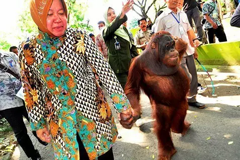 Potret Tri Rismaharini turun ke jalan © 2020 brilio.net