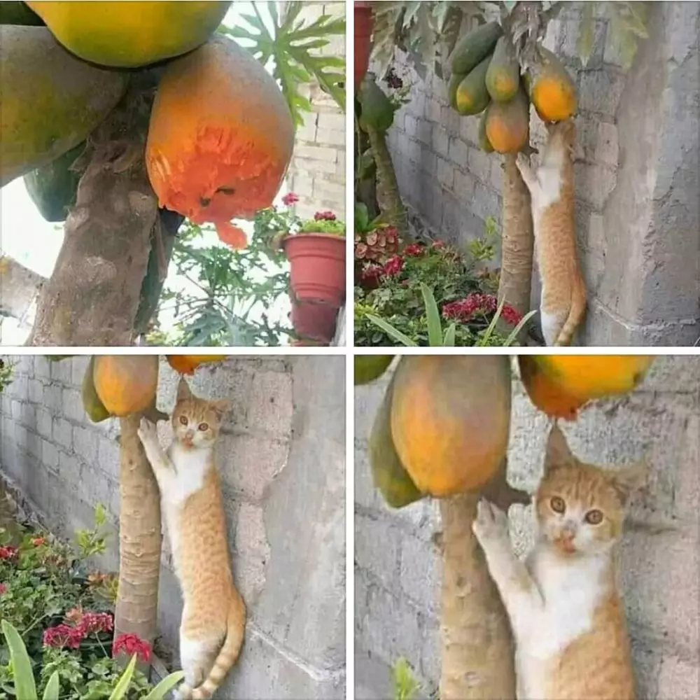 cara unik makan buah © Instagram