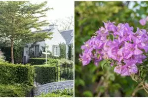 10 Jenis tanaman rambat untuk mempercantik tampilan eksterior