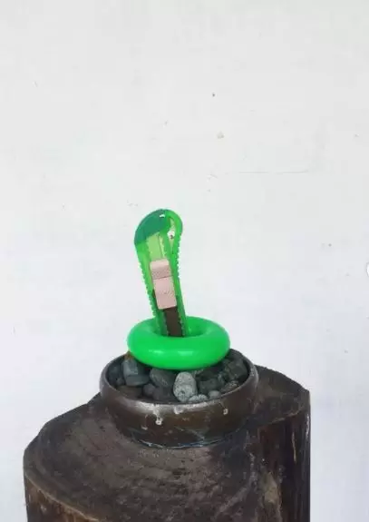 tanaman bukan dari tumbuhan Instagram