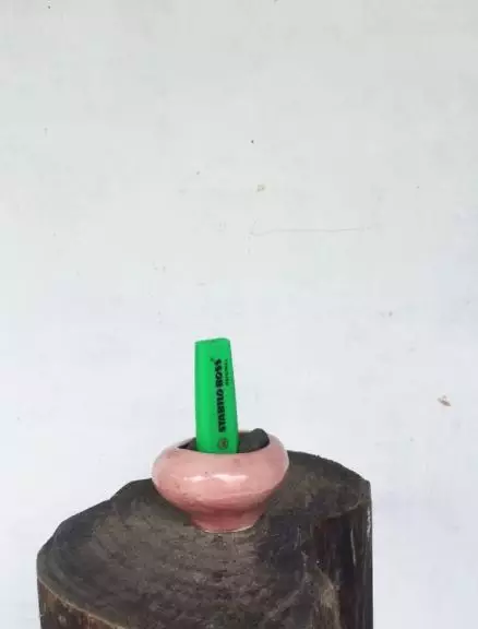 tanaman bukan dari tumbuhan Instagram