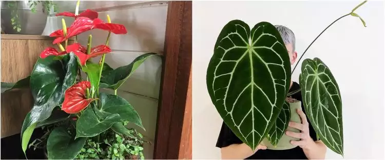 10 Jenis tanaman hias Anthurium, bisa dijadikan hiasan indoor