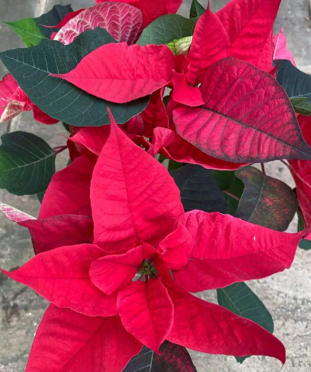 Tanaman hias berdaun merah © 2020 brilio.net