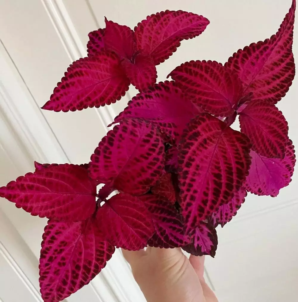 Tanaman hias berdaun merah © 2020 brilio.net