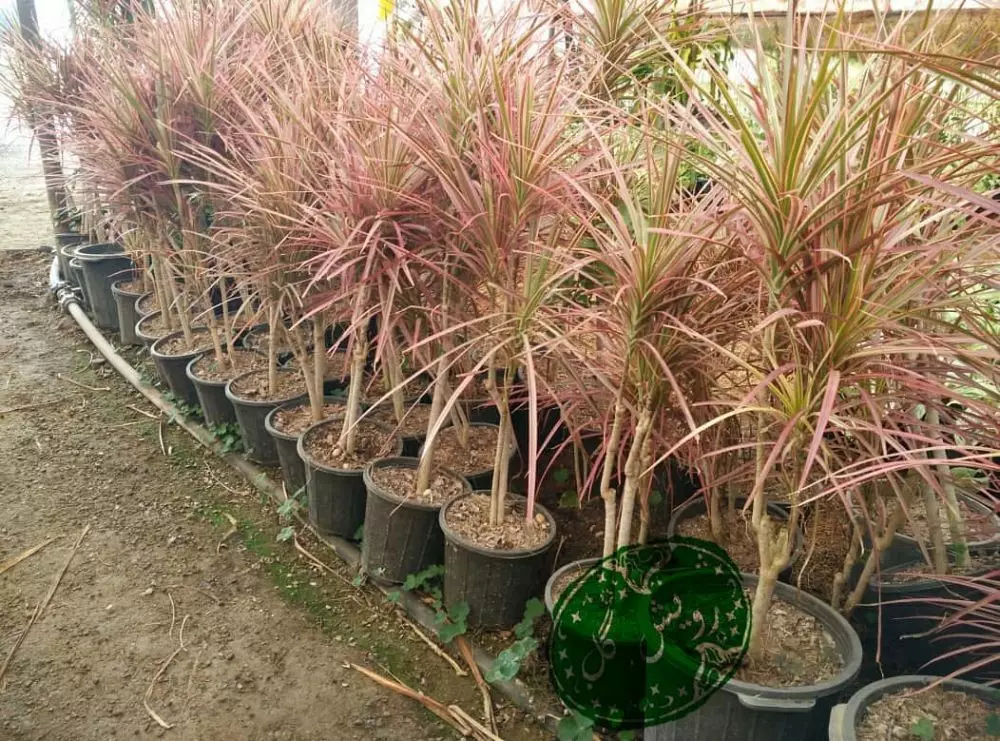 Tanaman hias berdaun merah © 2020 brilio.net