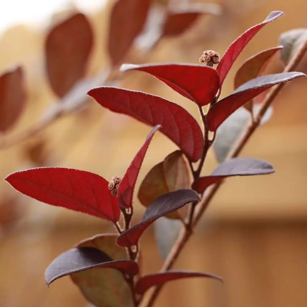 Tanaman hias berdaun merah © 2020 brilio.net