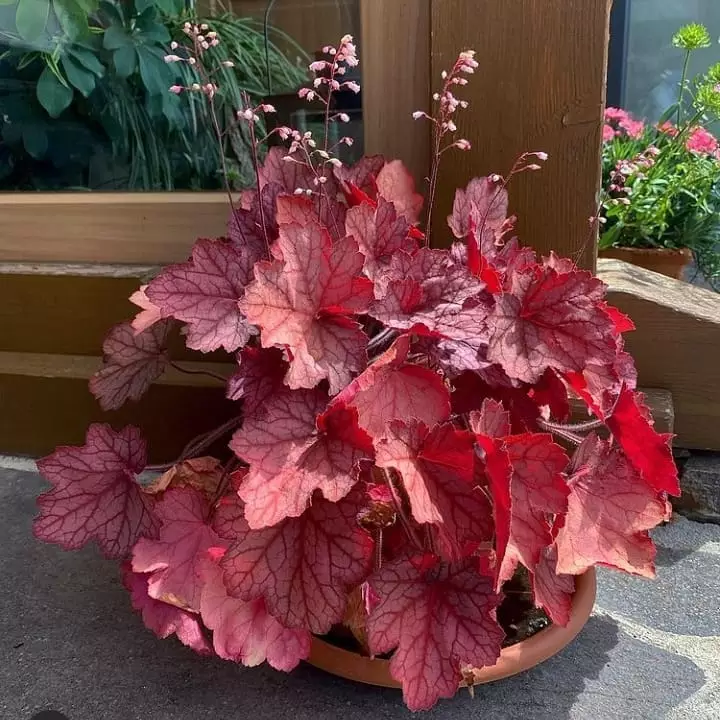 Tanaman hias berdaun merah © 2020 brilio.net