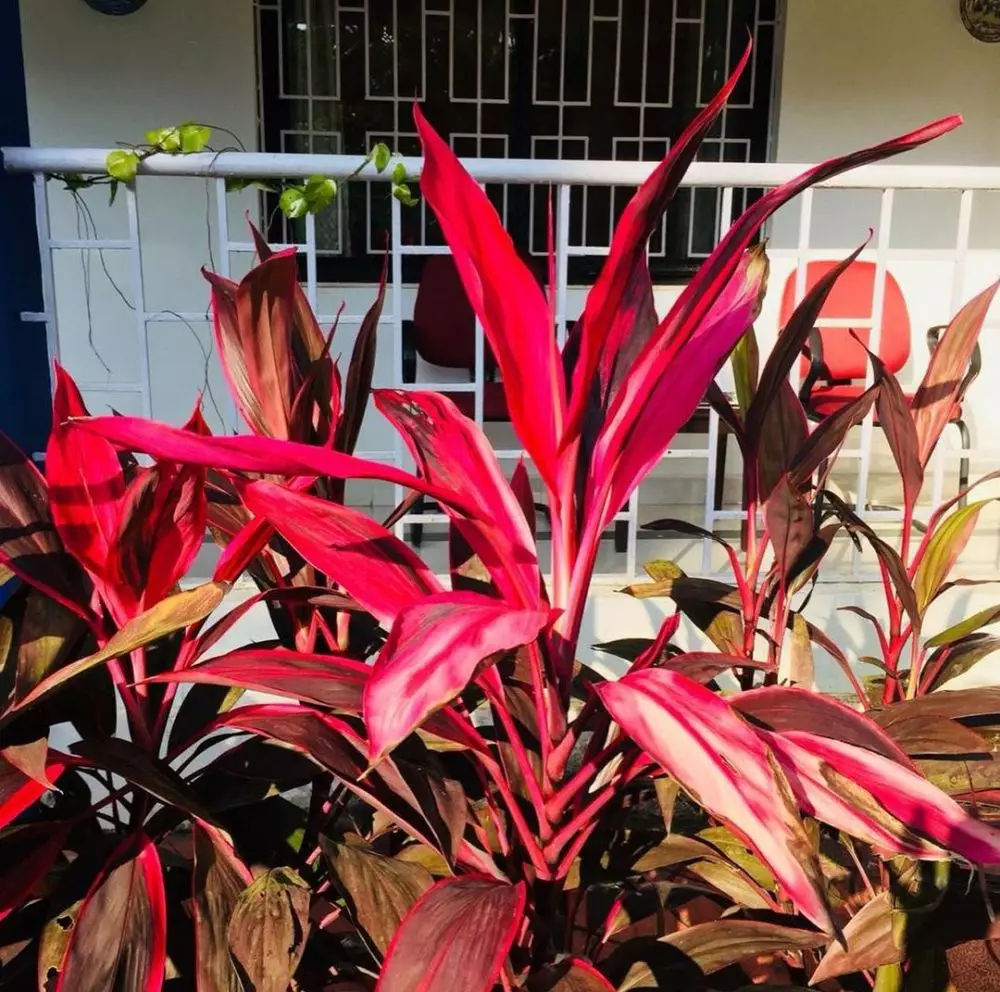 Tanaman hias berdaun merah © 2020 brilio.net