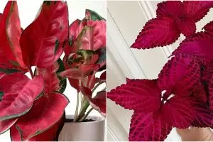 10 Tanaman hias berdaun merah, buat sudut rumah lebih berwarna