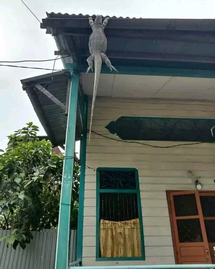 penampakan di atap rumah © Berbagai Sumber