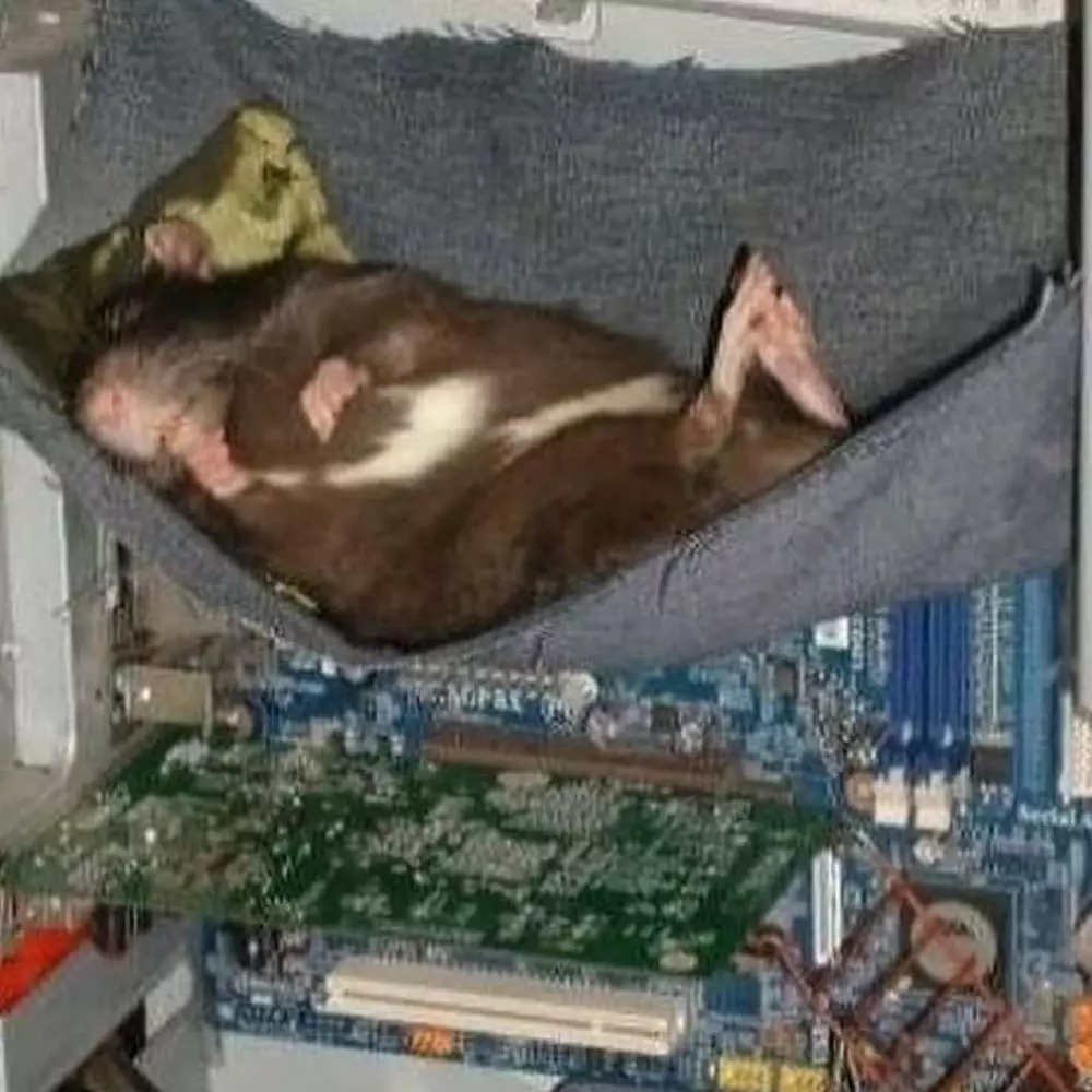 hewan seperti manusia © Instagram hewan seperti manusia © Instagram