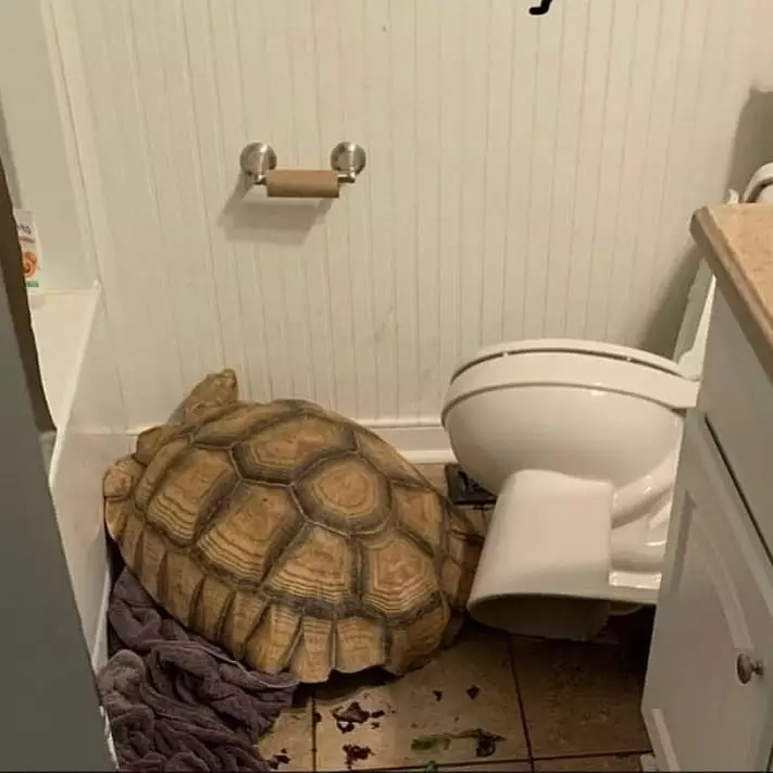 hewan seperti manusia © Instagram hewan seperti manusia © Instagram