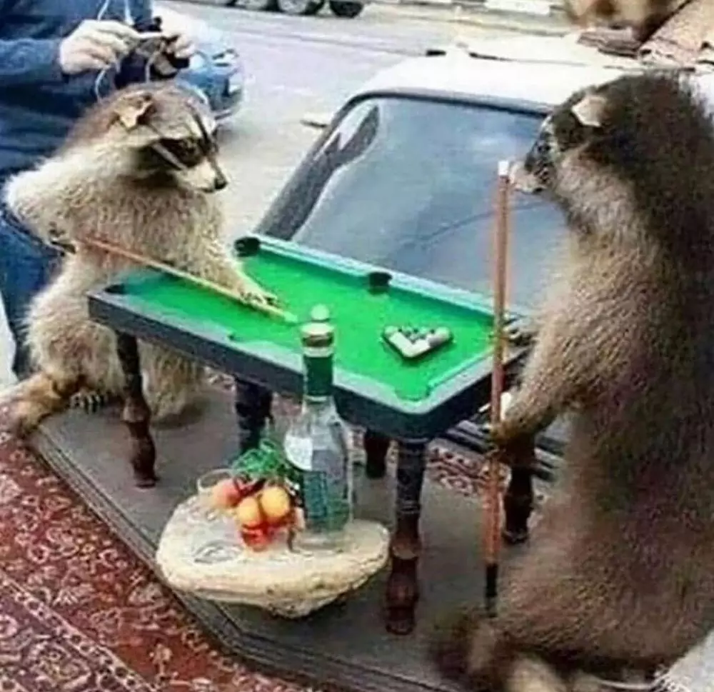 hewan seperti manusia © Instagram hewan seperti manusia © Instagram