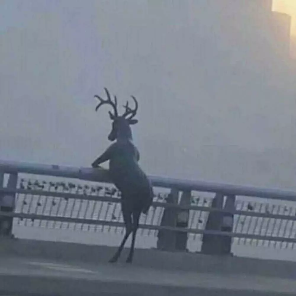 hewan seperti manusia © Instagram hewan seperti manusia © Instagram