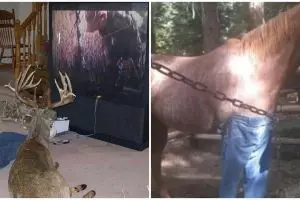 10 Tingkah lucu hewan layaknya manusia ini bikin cekikikan