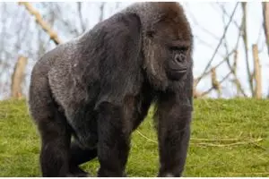 Tiga gorila positif Covid-19 di kebun binatang San Diego California 