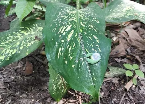 kreasi kancing nyeleneh Berbagai sumber kreasi kancing nyeleneh Berbagai sumber
