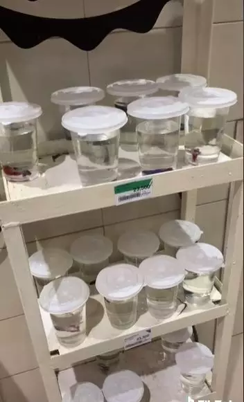 supermarket jualan ikan cupang Berbagai sumber supermarket jualan ikan cupang Berbagai sumber