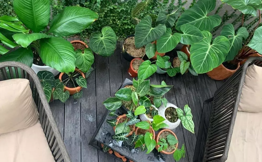 koleksi tanaman meisya siregar © Instagram