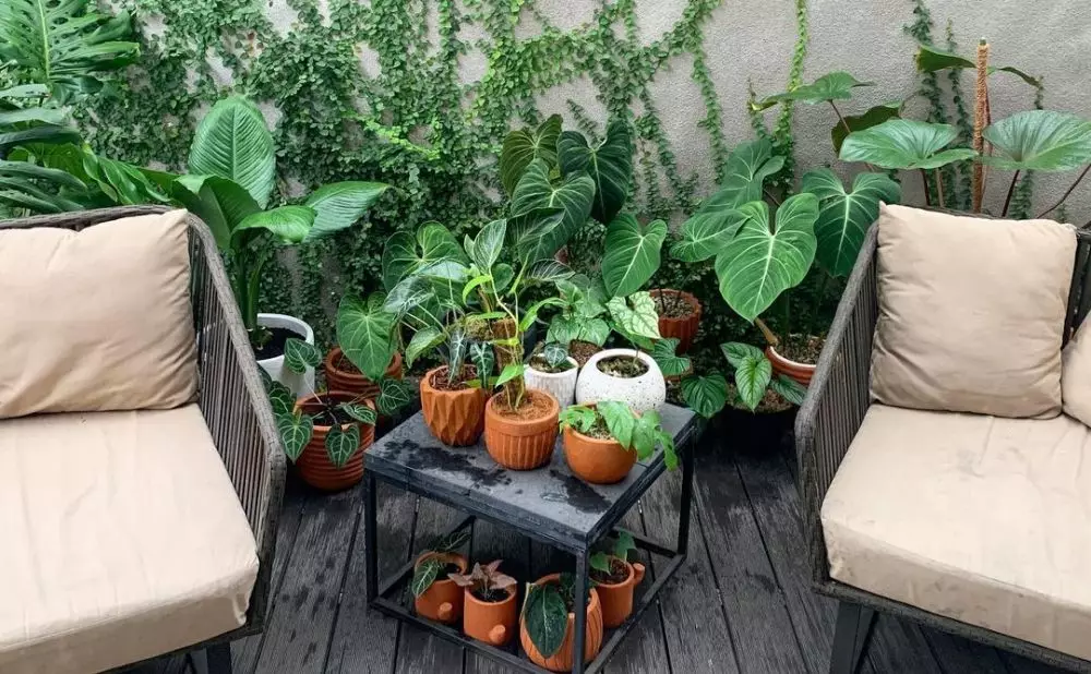 koleksi tanaman meisya siregar © Instagram