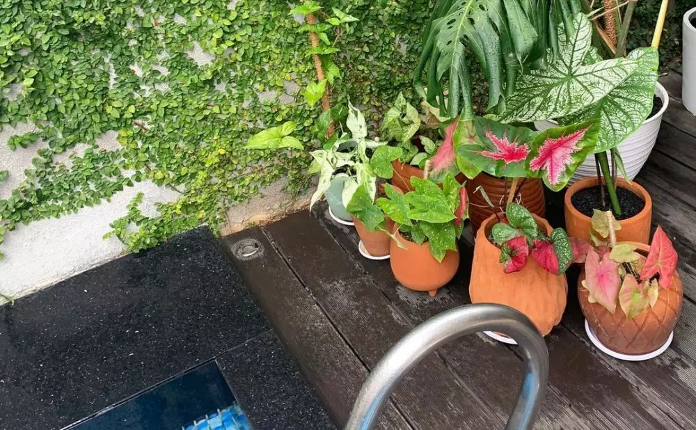 koleksi tanaman meisya siregar © Instagram