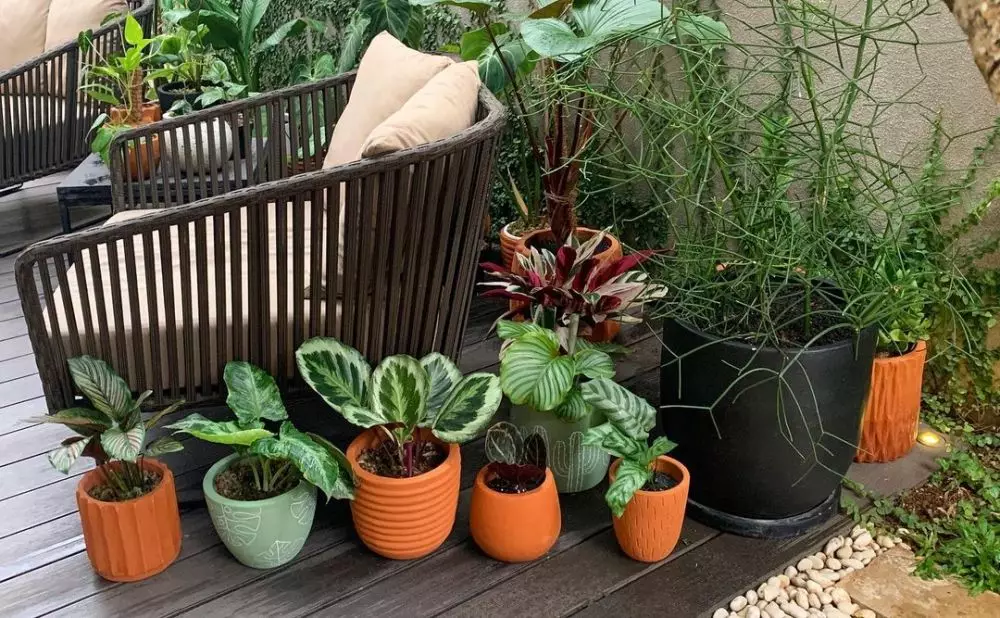 koleksi tanaman meisya siregar © Instagram