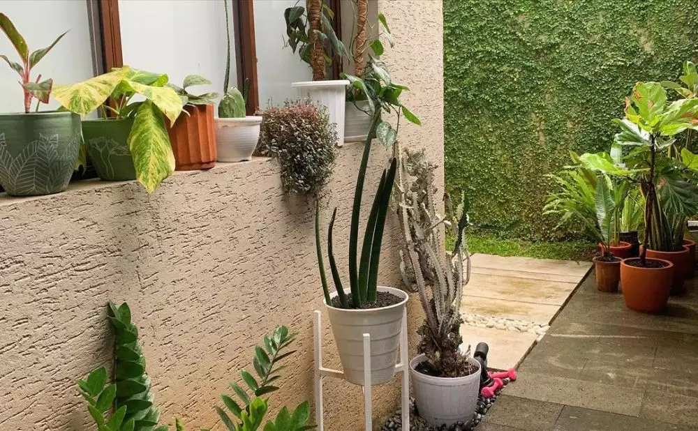 koleksi tanaman meisya siregar © Instagram