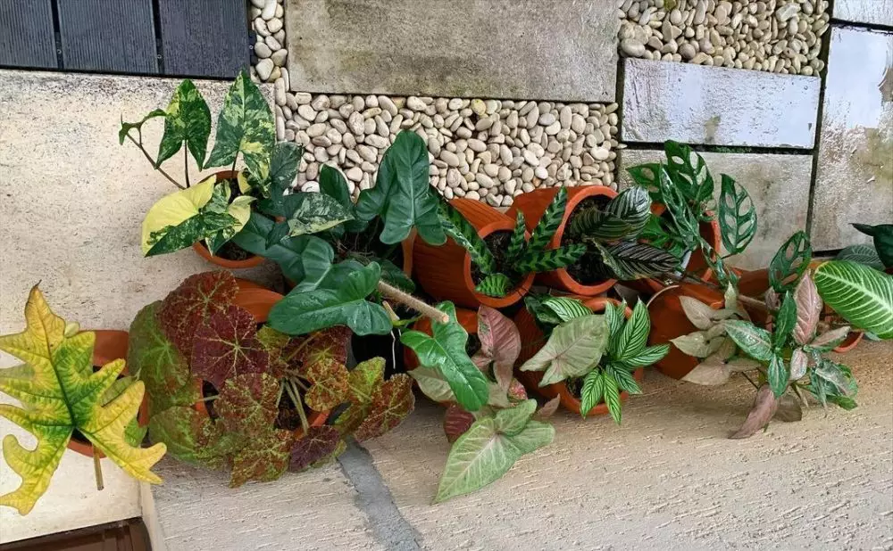 koleksi tanaman meisya siregar © Instagram