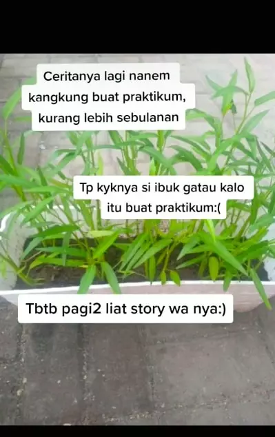 praktikum kangkung © TikTok