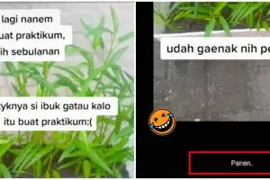 Kisah cewek tanam kangkung untuk praktikum, endingnya ngenes