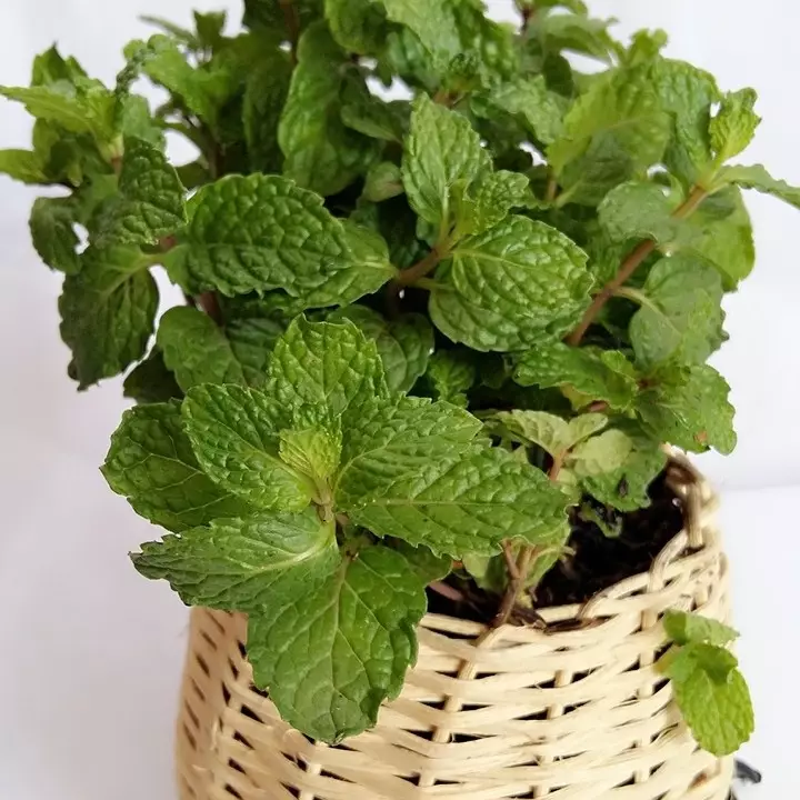 Jenis tanaman pengusir serangga © 2021 brilio.net Jenis tanaman pengusir serangga © 2021 brilio.net