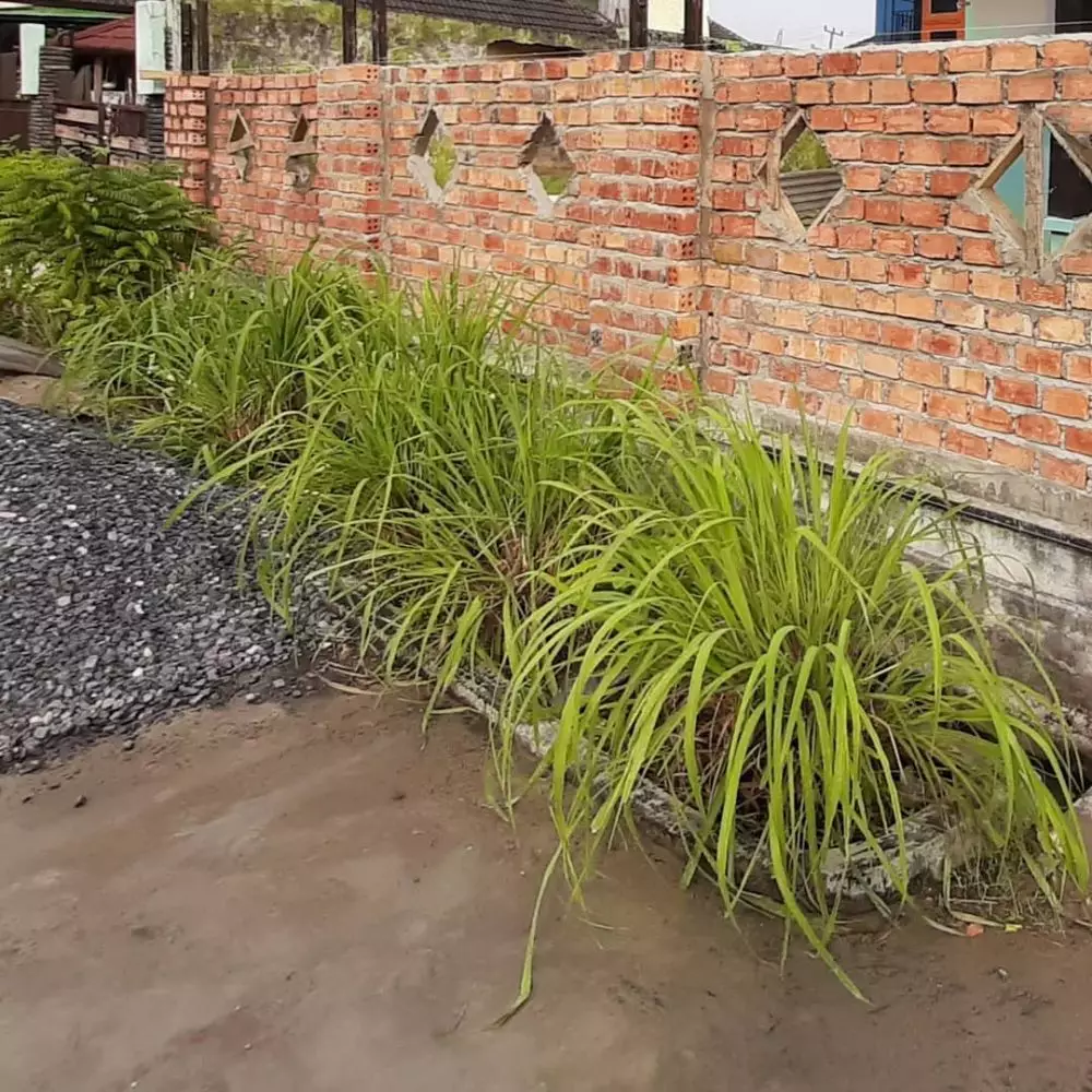 Jenis tanaman pengusir serangga © 2021 brilio.net Jenis tanaman pengusir serangga © 2021 brilio.net