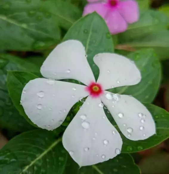 Jenis tanaman pengusir serangga © 2021 brilio.net Jenis tanaman pengusir serangga © 2021 brilio.net