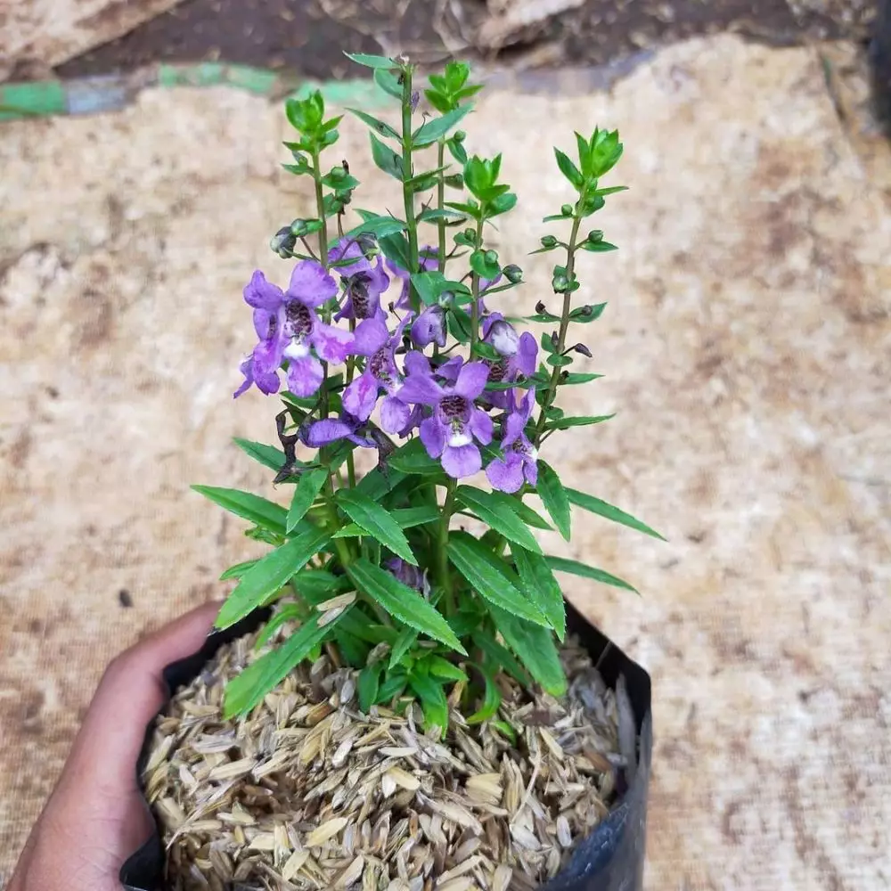 Jenis tanaman pengusir serangga © 2021 brilio.net Jenis tanaman pengusir serangga © 2021 brilio.net