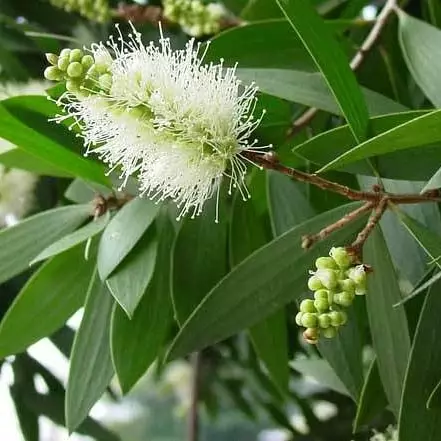 Jenis tanaman pengusir serangga © 2021 brilio.net Jenis tanaman pengusir serangga © 2021 brilio.net