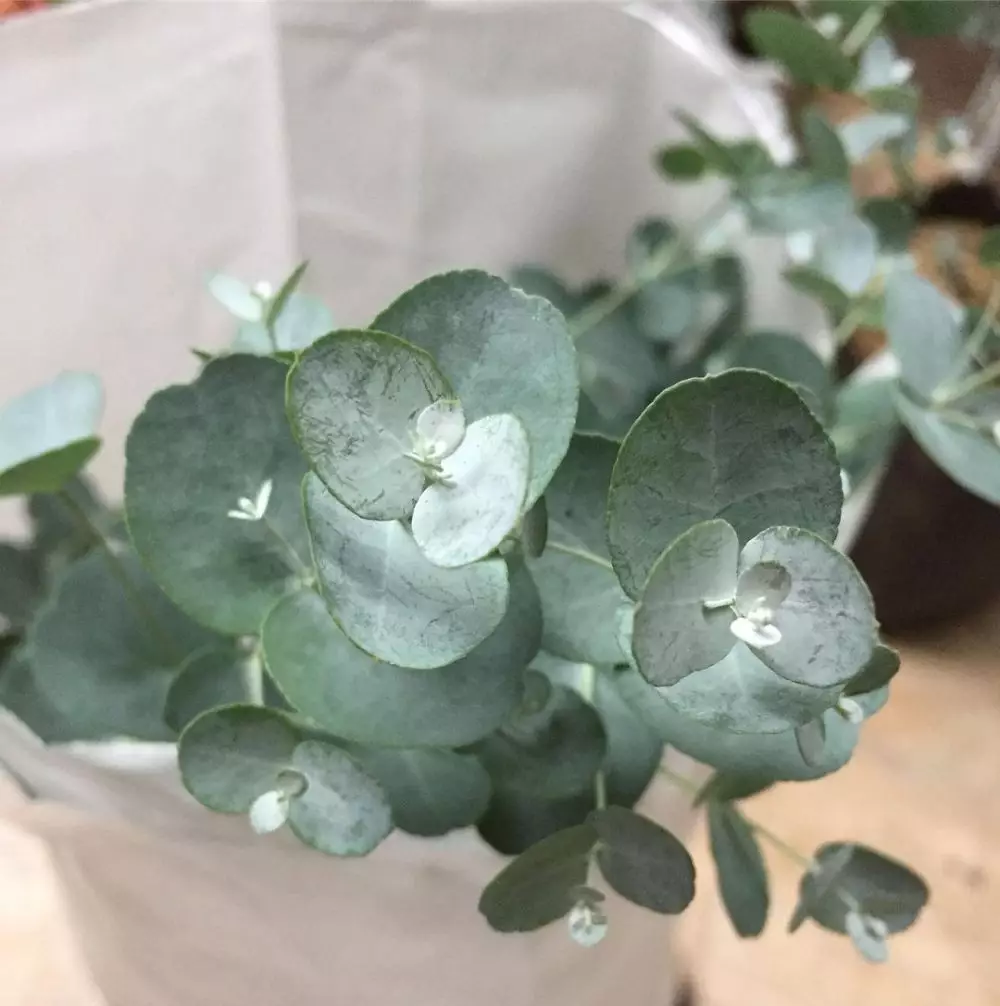 Jenis tanaman pengusir serangga © 2021 brilio.net Jenis tanaman pengusir serangga © 2021 brilio.net