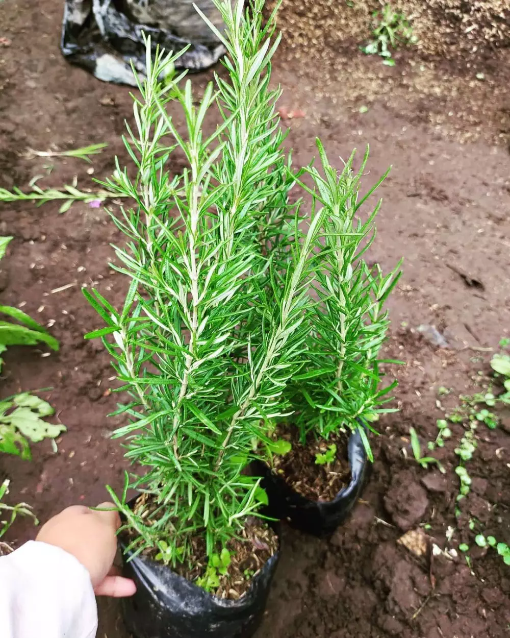 Jenis tanaman pengusir serangga © 2021 brilio.net Jenis tanaman pengusir serangga © 2021 brilio.net