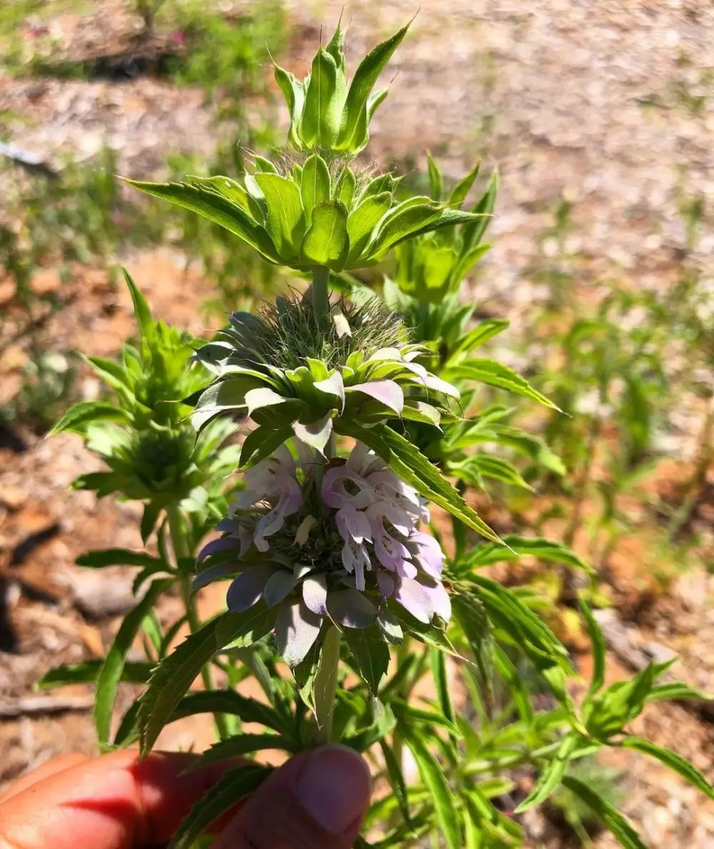 Jenis tanaman pengusir serangga © 2021 brilio.net Jenis tanaman pengusir serangga © 2021 brilio.net