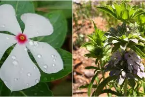 10 Jenis tanaman pengusir serangga, bisa sekaligus penghias ruangan