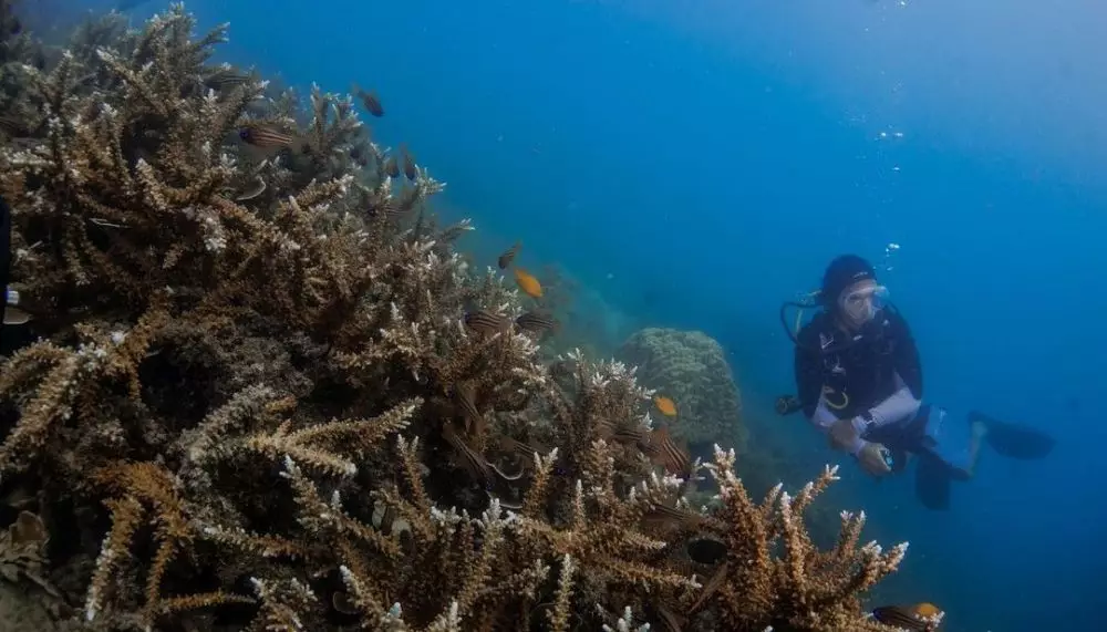 cerita seleb hobi diving © Instagram