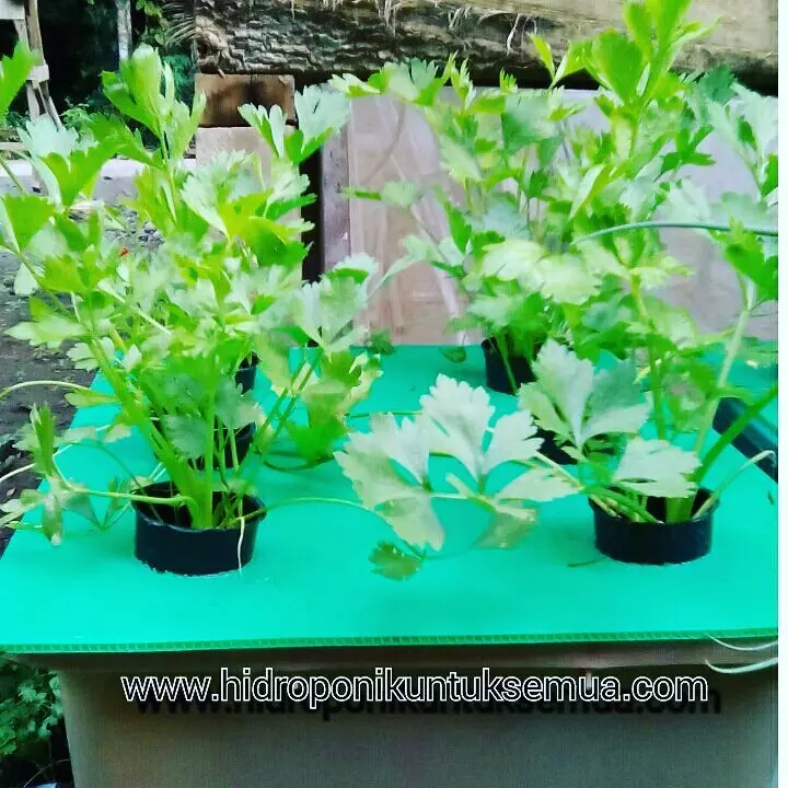 Jenis tanaman sayur hidroponik © 2021 brilio.net Jenis tanaman sayur hidroponik © 2021 brilio.net