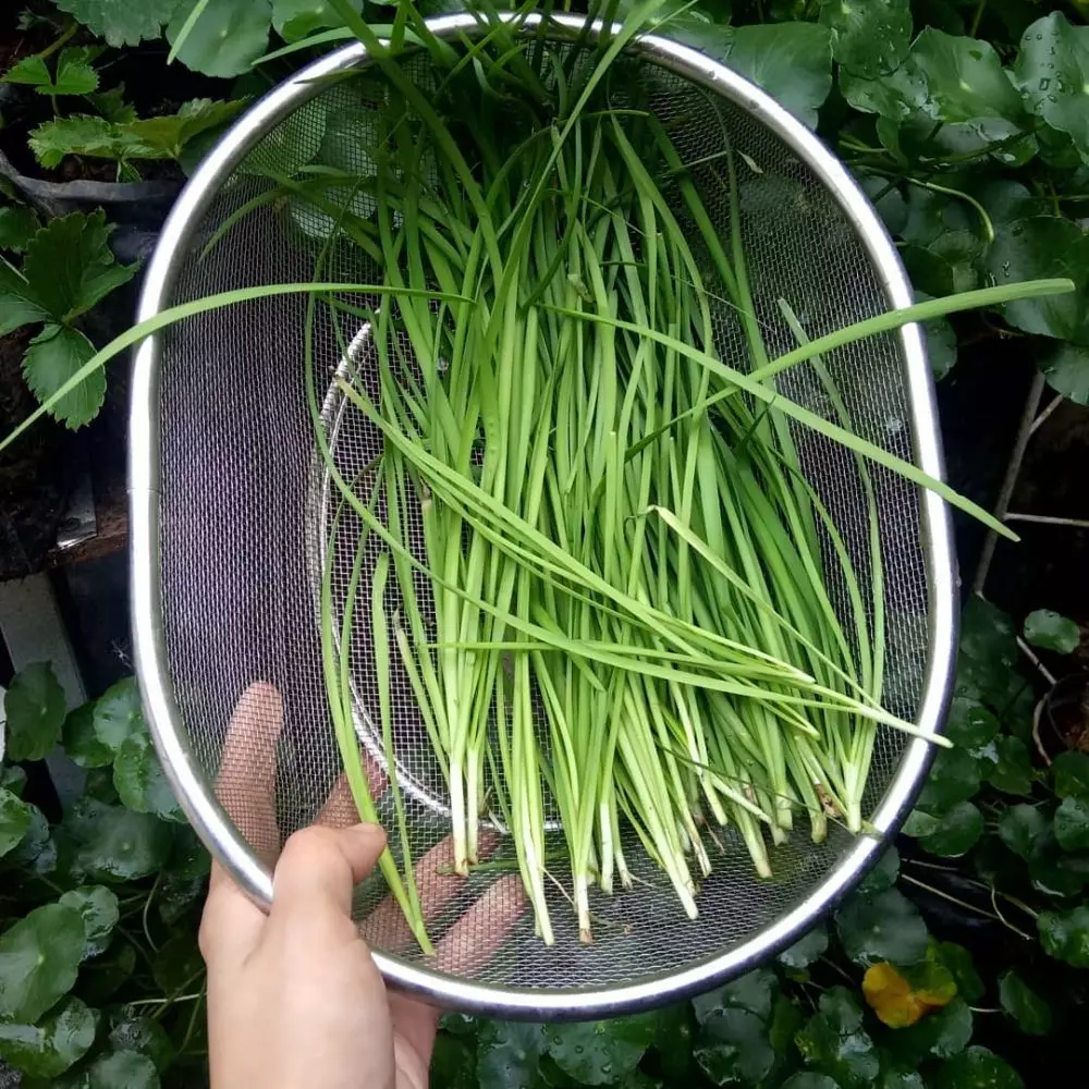 Jenis tanaman sayur hidroponik © 2021 brilio.net Jenis tanaman sayur hidroponik © 2021 brilio.net