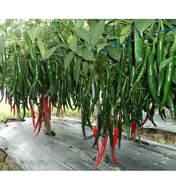 Jenis tanaman sayur hidroponik © 2021 brilio.net Jenis tanaman sayur hidroponik © 2021 brilio.net