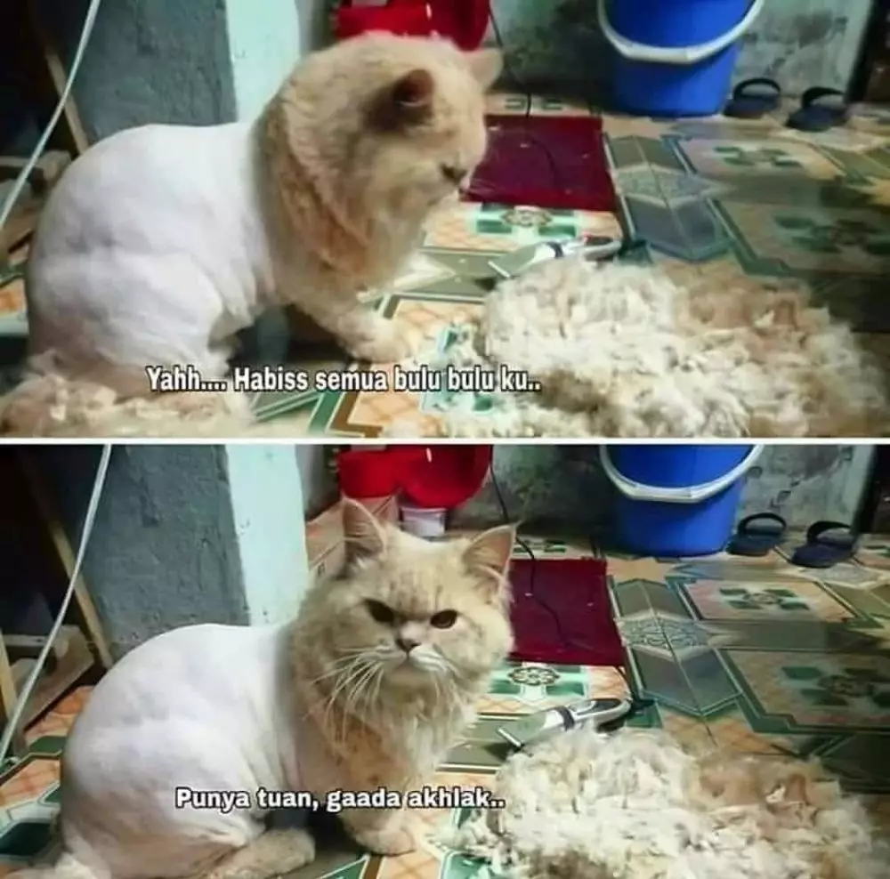 meme kucing insecure © Berbagai Sumber meme kucing insecure © Berbagai Sumber